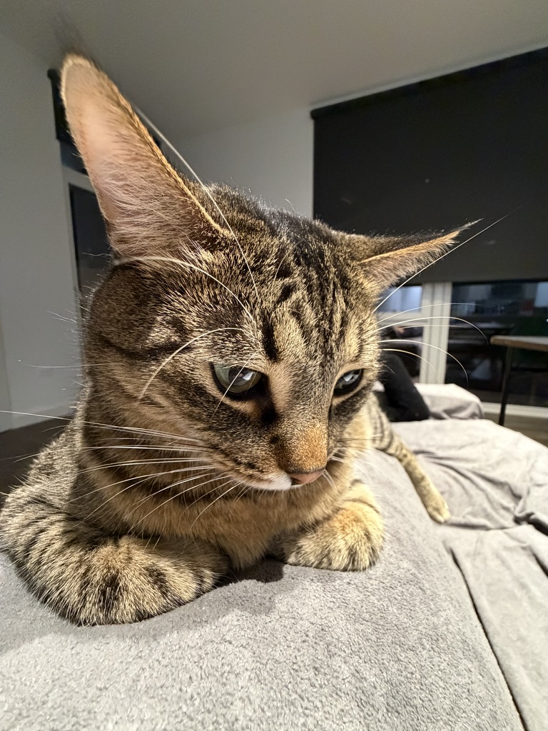 cat 4